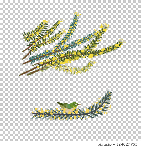 含羞草的插圖 124027763