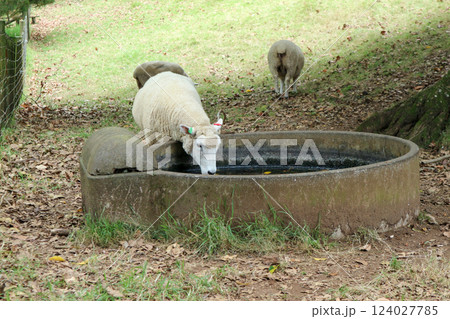 オークランドにあるコーンウォールパーク内の農場 124027785