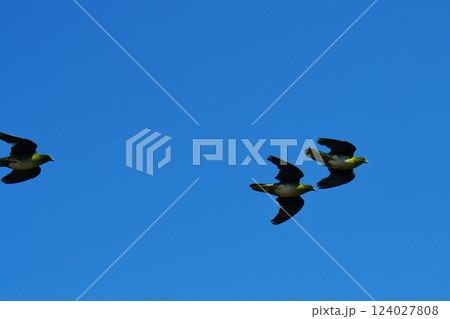 青空を飛ぶ真夏のアオバト 124027808