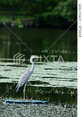 夏の沼に立つアオサギ 夏の沼に立つアオサギ 124027809