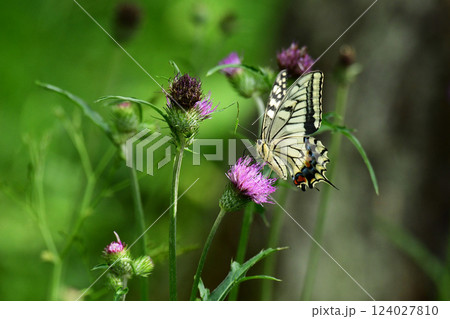 アザミの蜜を吸う真夏のキアゲハ アザミの蜜を吸う真夏のキアゲハ 124027810