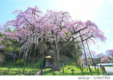 福島 地蔵桜 さくら・たなもも回廊 福島 地蔵桜 さくら・たなもも回廊 124027993