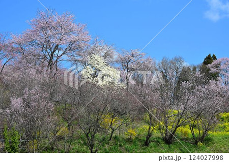 福島　地蔵桜　さくら・たなもも回廊 124027998