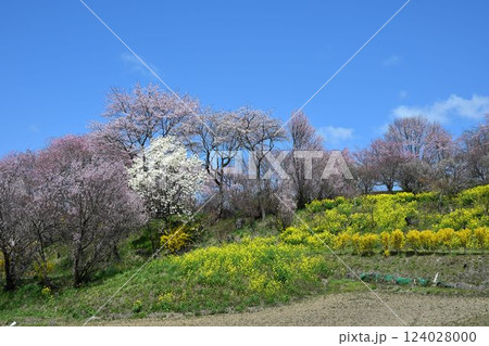 福島 地蔵桜 さくら・たなもも回廊 福島 地蔵桜 さくら・たなもも回廊 124028000