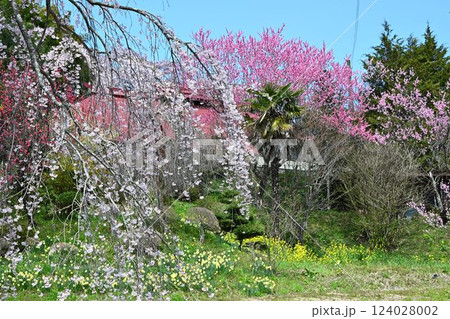 福島 地蔵桜 さくら・たなもも回廊 福島 地蔵桜 さくら・たなもも回廊 124028002
