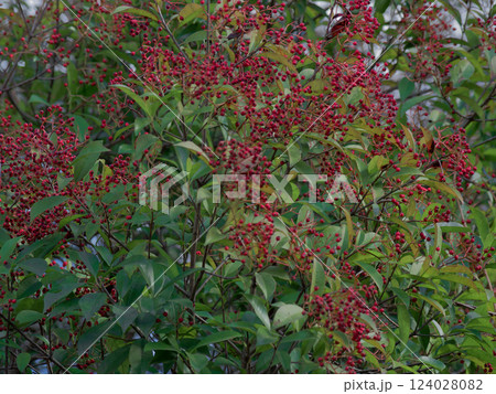 バラ科カナメモチの赤い果実 124028082