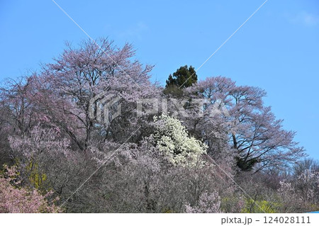 福島　地蔵桜　さくら・たなもも回廊 124028111