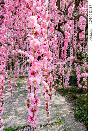 兵庫県淡路島南あわじ市にある村上邸の枝垂れウメ 124028157