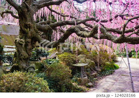 兵庫県淡路島南あわじ市にある村上邸の枝垂れウメ 124028166