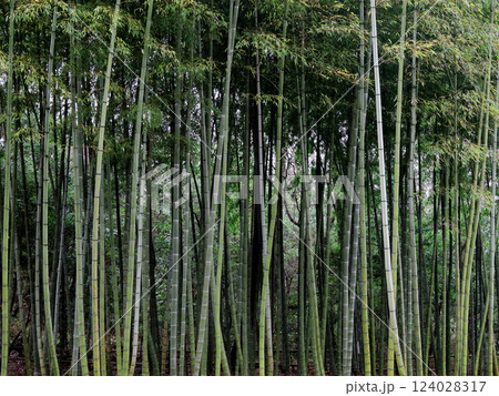 冬の竹林 124028317