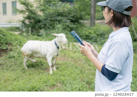 involved with goat involved with goat 124028437