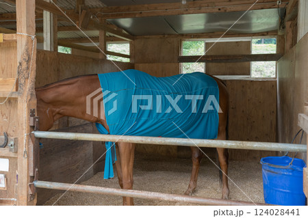 involved with horses 124028441