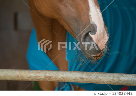 involved with horses 124028442