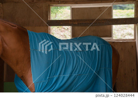 involved with horses 124028444