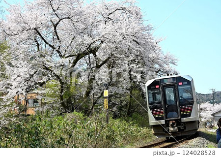 磐越西線 桜咲く頃 咲花駅 磐越西線 桜咲く頃 咲花駅 124028528