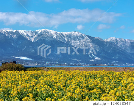 菜の花と比良山 124028547