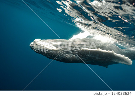 ザトウクジラ 124028624