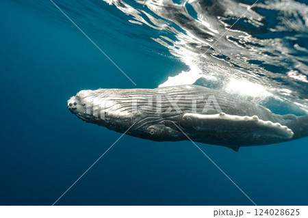 ザトウクジラ 124028625