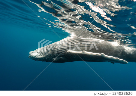 ザトウクジラ ザトウクジラ 124028626