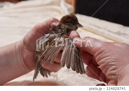 sparrow in the hands of woman sparrow in the hands of woman 124028741