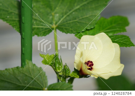 家庭菜園のオクラの花	 124028784