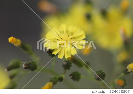 オニタビラコの花 124028807