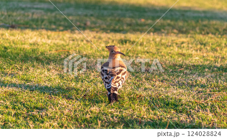 Eurasian hoopoe or Common hoopoe (Upupa epops) bird close-up on natural green grass background 124028824