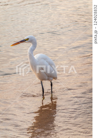 Great egret (Ardea alba), a medium-sized white heron fishing on the sea beach Great egret (Ardea alba), a medium-sized white heron fishing on the sea beach 124028832