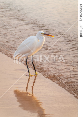 Great egret (Ardea alba), a medium-sized white heron fishing on the sea beach 124028834