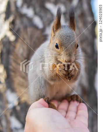 A squirrel in the autumn eats nuts from a human hand. Eurasian red squirrel, Sciurus vulgaris A squirrel in the autumn eats nuts from a human hand. Eurasian red squirrel, Sciurus vulgaris 124028903