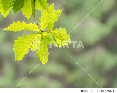 Oak branches with green and yellow leaves in autumn park. 124028904