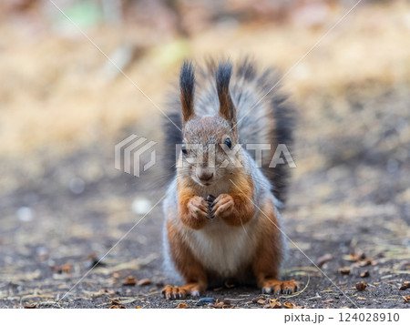 Squirrel in autumn hides nuts on the green grass with fallen yellow leaves 124028910