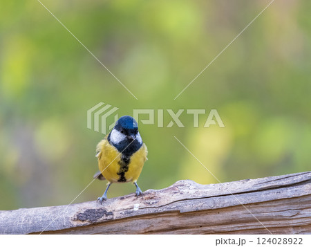 Cute bird Great tit, songbird sitting on the branch with blured background 124028922