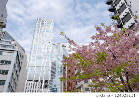 渋谷ストリーム周辺のビルと桜の風景 渋谷ストリーム周辺のビルと桜の風景 124029111