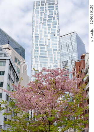 渋谷ストリーム周辺のビルと桜の風景 124029126