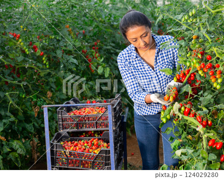 Positive latino woman harvesting fresh tomatoes in greenhouse Positive latino woman harvesting fresh tomatoes in greenhouse 124029280