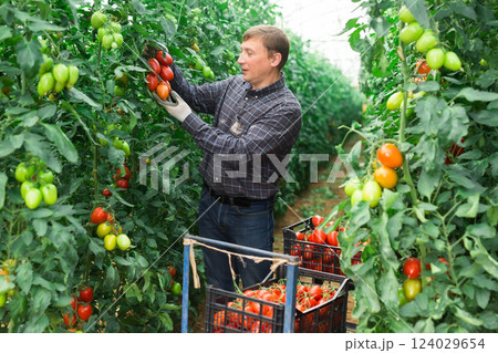 Happy farm owner picks red tomatoes in a greenhouse Happy farm owner picks red tomatoes in a greenhouse 124029654