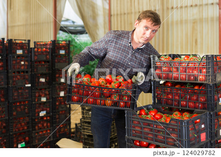 Farmer arranging crates with harvested tomatoes in glasshouse 124029782