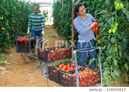 Positive latino woman harvesting fresh tomatoes in greenhouse Positive latino woman harvesting fresh tomatoes in greenhouse 124029813