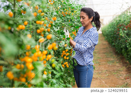 Latino woman farmer harvesting tomatoes in greenhouse 124029931