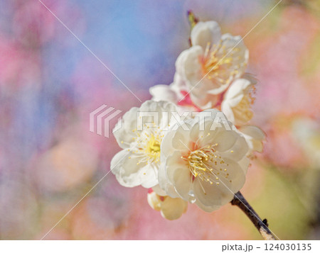 バラ科 白梅の開花 124030135