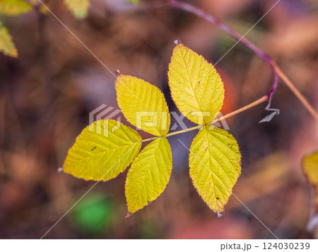 Branches with orange, red and yellow leaves in the autumn park. Branches with orange, red and yellow leaves in the autumn park. 124030239