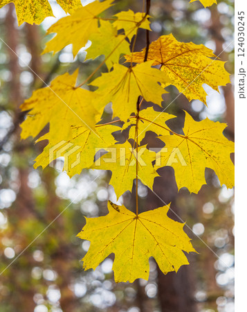 Maple branches with yellow leaves in autumn, in the light of sunset. 124030245