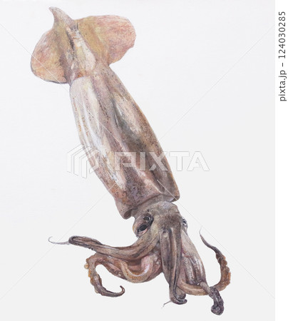 イカが生きている様子 124030285