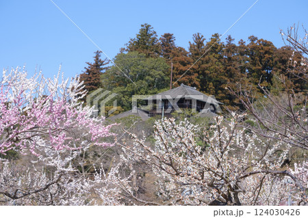 観梅の偕楽園と梅林と好文亭　 124030426