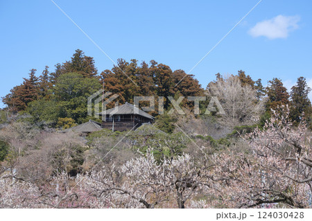 観梅の偕楽園と梅林と好文亭　 124030428