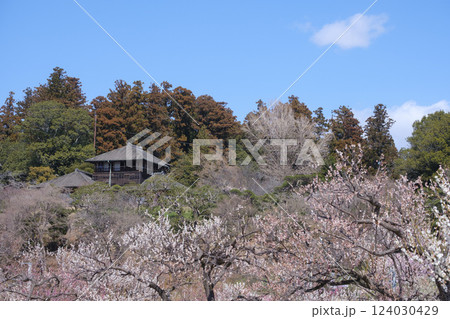 観梅の偕楽園と梅林と好文亭 観梅の偕楽園と梅林と好文亭 124030429