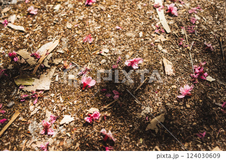 solo traveler in nature concept with pink cherry blossom fall on country road in springtime season solo traveler in nature concept with pink cherry blossom fall on country road in springtime season 124030609