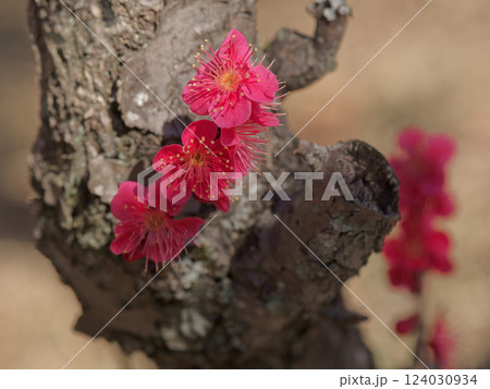 紅梅開花 バラ科の園芸品種 紅珊瑚 紅梅開花 バラ科の園芸品種 紅珊瑚 124030934