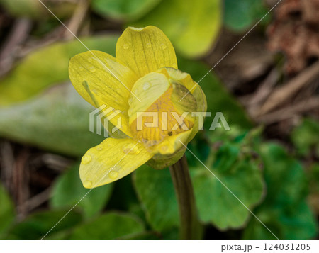 キンポウゲ科ヒメリュウキンカの開花 キンポウゲ科ヒメリュウキンカの開花 124031205